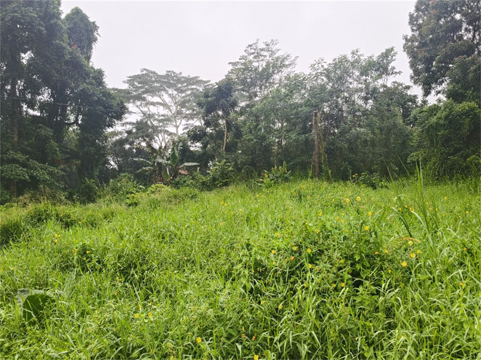 2x 1/4 Acre Lots | Malololelei