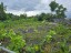 Vacant Commercial Land