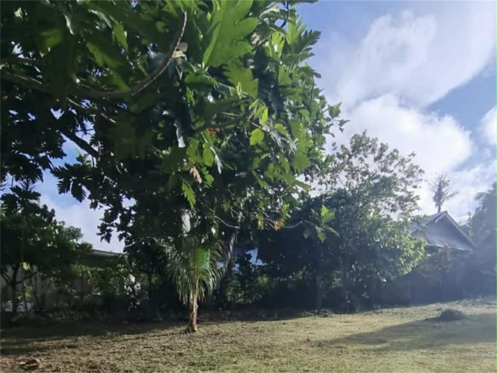 Section is well developed with fruit trees